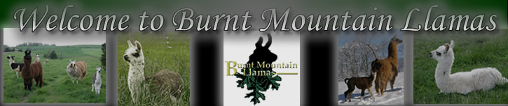 Welcome To Burnt Mountain Llamas - Llamas for Sale in Virginia (VA)